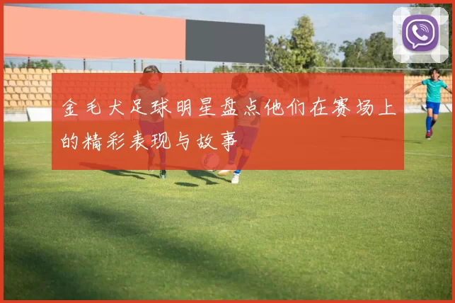 金毛犬足球明星盘点他们在赛场上的精彩表现与故事