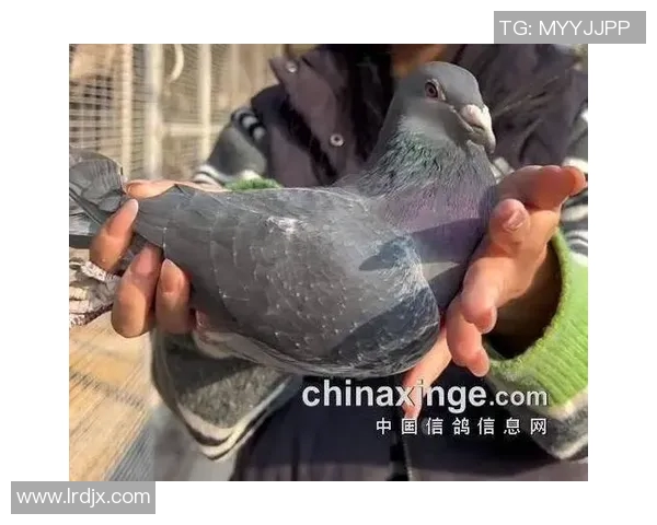 吴军专访:从青涩少年到网球巨星的奋斗与成长之路 吴军专访:从青涩少年到网球巨星的奋斗与成长之路